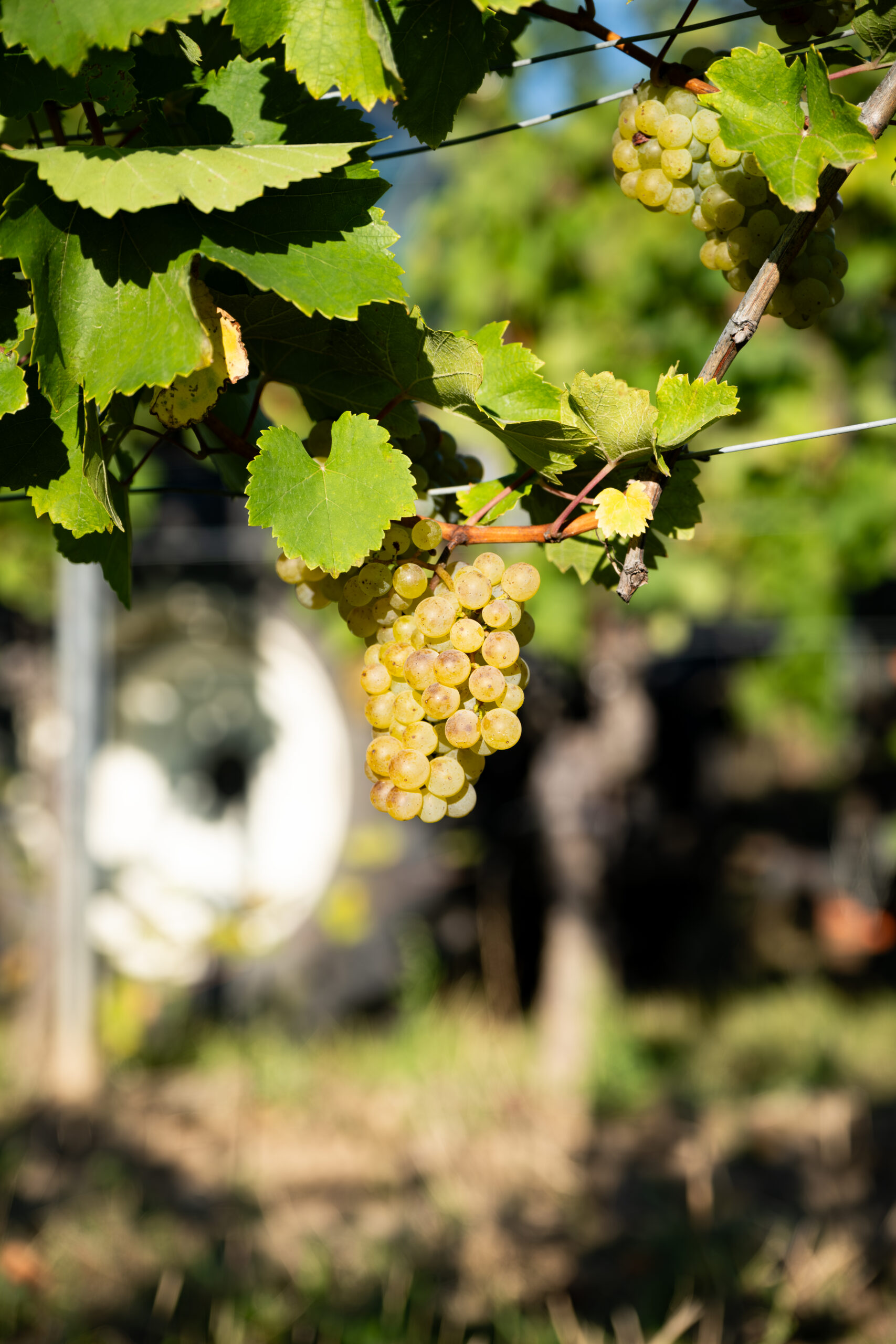 Weinstock mit Trauben, Weingut Leithner